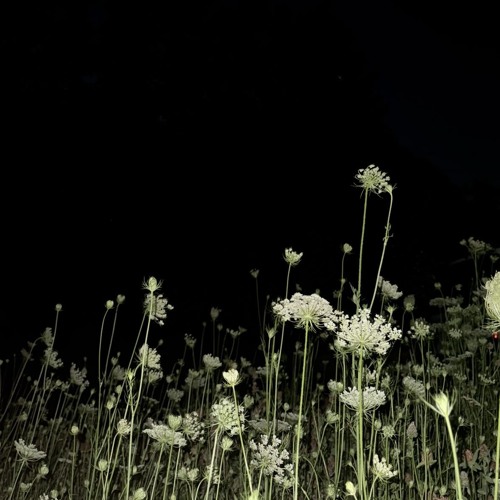 HEEBEE JEEBIES 9,000