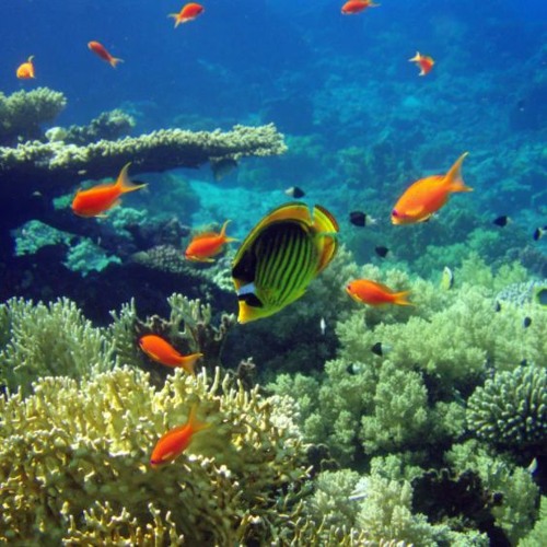 アルカリ食品-アルカリイオン水-アルカリイオン水-アルカリイオン整水器- background loop 😲FREE DOWNLOAD