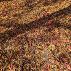 fur-elise-a-sharp-natural-study - 12:11:21, 10.30 PM