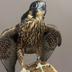 ‎⁨⚡️🪶شاهين فرخ وفيه قيفاني اتحيير