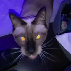 I HAVE NO IDEA WHY I DID THIS