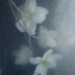 وَكَأَيِّنْ مِنْ نَبِيٍّ قَاتَلَ مَعَهُ رِبِّيُّونَ كَثِيرٌ " الشيخ مُصطفى إسماعيل "