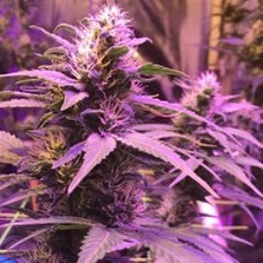 Purple Kush (Prod.Eazy-A)