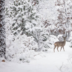 soflaw - fawn [prod. CY]