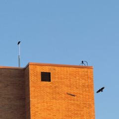 bird song