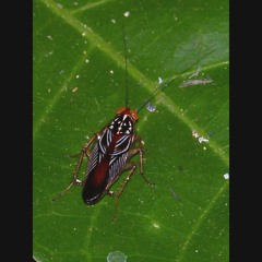 HK_Calm-&-Steady_tracks_312