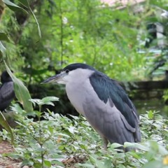 Terapia do Sono - Sons Da Natureza Pássaros, Água Corrente, Riacho