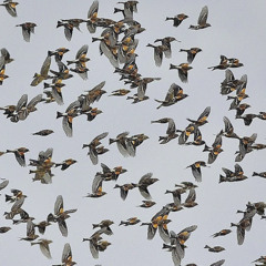 Finches