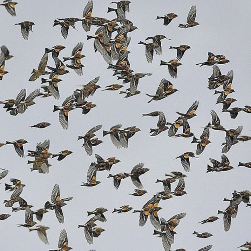 Finches