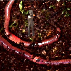 worm-breeding village-naviarhaiku613