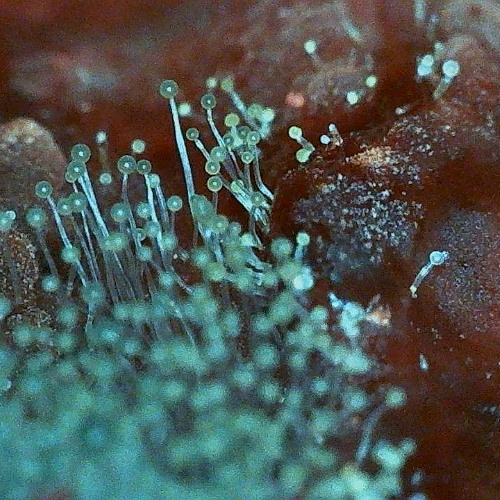 digimold