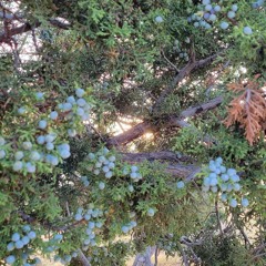 Epoch of the Waterbird