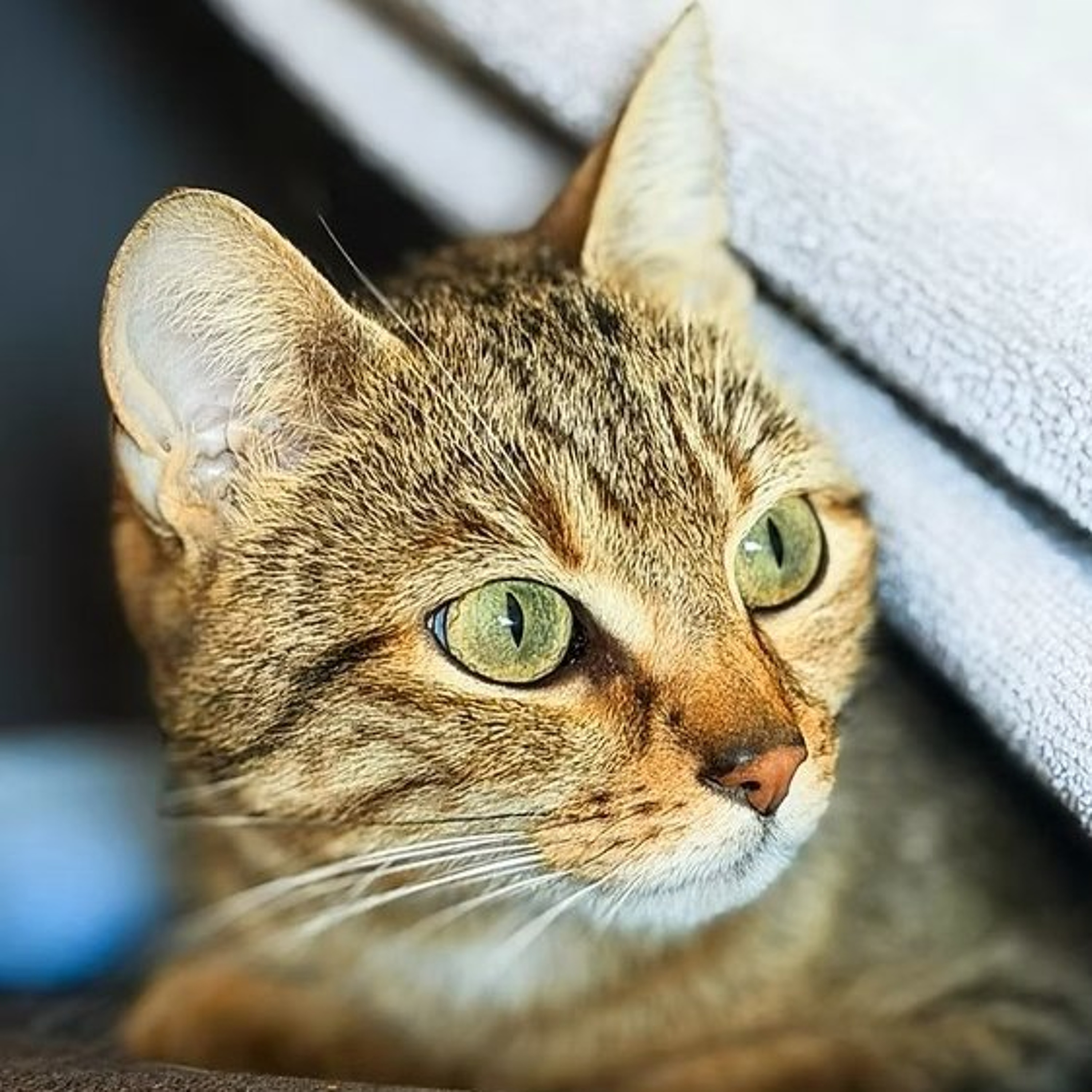 Körbchen gesucht vom 12.08.2026 - Katze Motte episode artwork