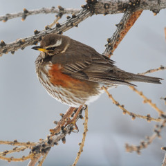 Redwing Singing
