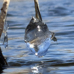 Dammed River Of Dreams