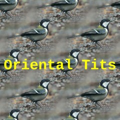 Oriental Tits