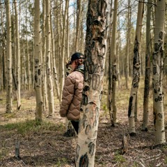 Populus tremuloides (Spring Series)