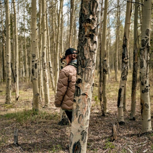 Populus tremuloides (Spring Series)