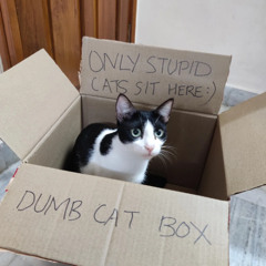 ugly - dumb nigga falling for dumb shit