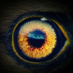 ◄MA6T-Mind Eye►