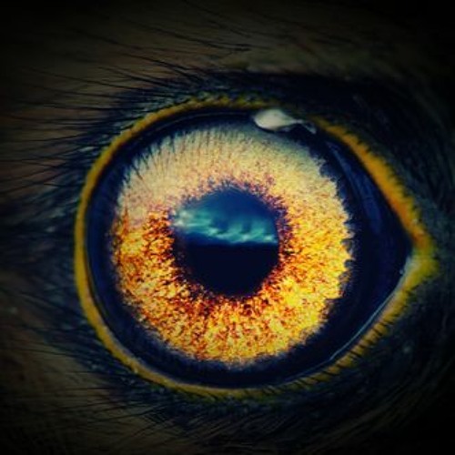 ◄MA6T-Mind Eye►
