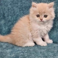 Bera Jaal (বেড়া জাল) _ LYRICS _ Montu Pilot _ Ishan Mitra(MP3_320K).mp3