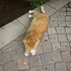 Slow Dance - Isi Bustos (Clairo Cover)