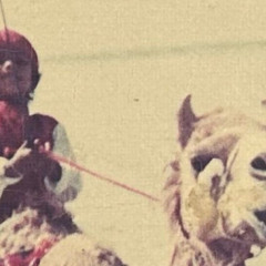 صالح ال مانعه - هجن الرئاسه