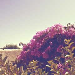 Waffles and Wildflowers