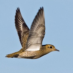 Golden Plover
