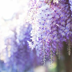 Hanagoyomi2(Royalty Free Music)