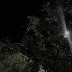 lettuce prod ivvy1 + 52rhythm