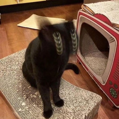 Bongo Bong (Delphin Bootleg)