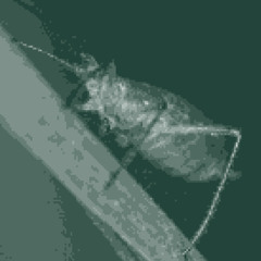 the aphid