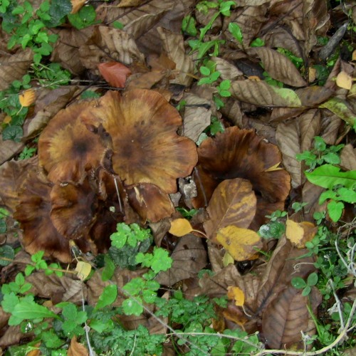 autumnal decomposition