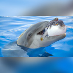 Swimming with Dollphins