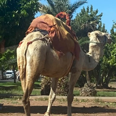 Arabic House Old Man Say 04 25