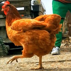 chickentempo87 103FALCON uni