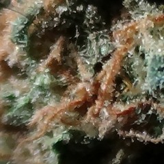 Just Give It To Me Or I'll Kill You