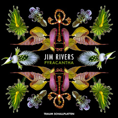 Jim Rivers - Hosta (Traum V288)