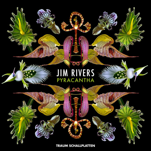 Jim Rivers - Hosta (Traum V288)