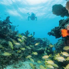 Best Snorkeling In St Petersburg Florida Prices Reviews
