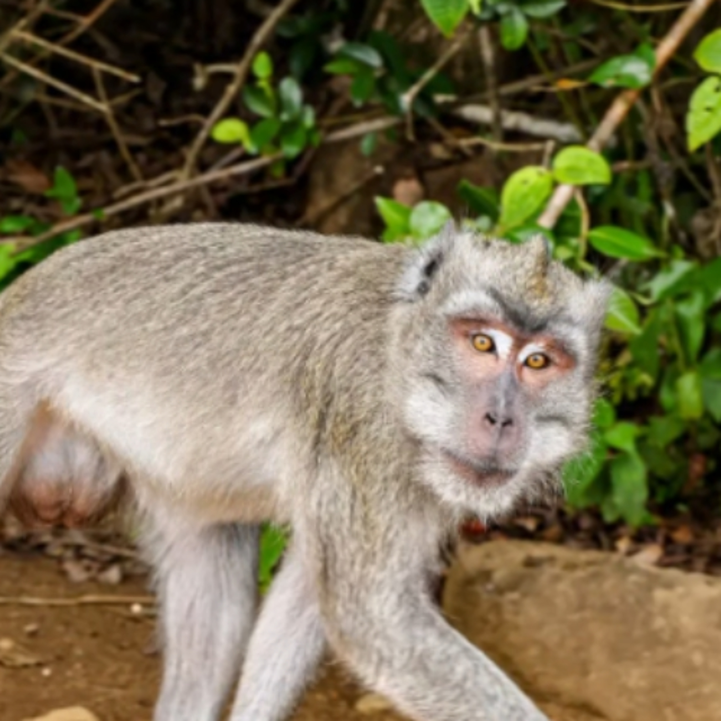 Pizza Movie, Hairdryers vs Polymarket, Holo Funerals, Cocaine Salmon GIS910