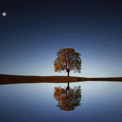 Tree Of Life