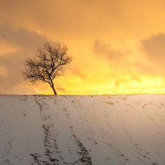 The Last Sentinel Of The Light