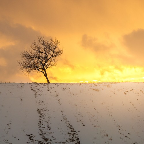The Last Sentinel Of The Light