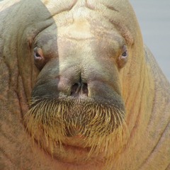 The Walrus