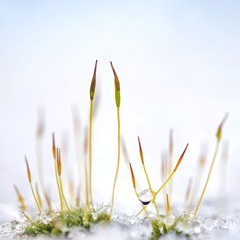 Flowers In The Snow (2018) Anthology CD2 Track 07