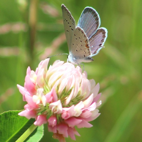 Eastern Tailed-Blue Butterfly