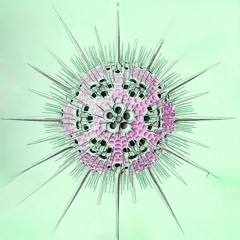 Radiolaria